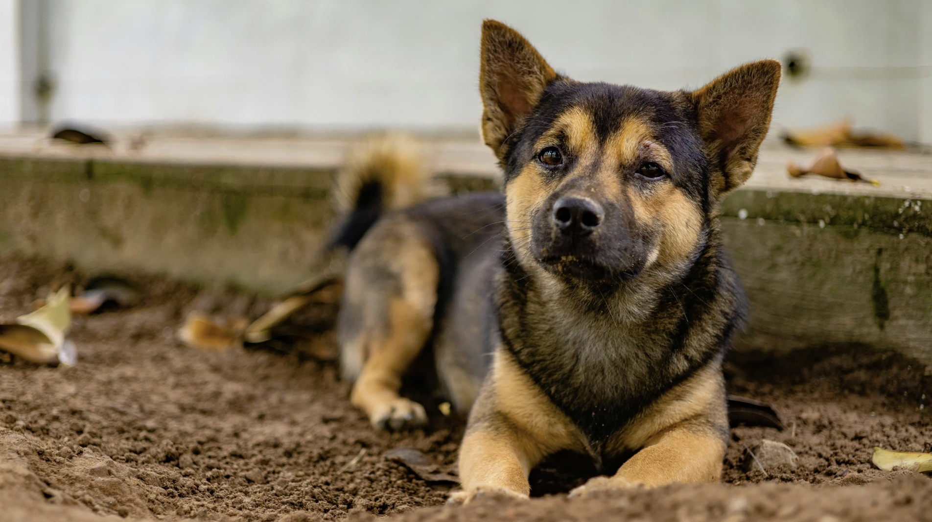 DENUNCIAS POR MALTRATO ANIMAL REVELAN UNA PROBLEMÁTICA PERSISTENTE EN GUANAJUATO