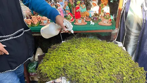 PERSISTE LA VENTA DE MUSGO Y HENO PARA NACIMIENTOS EN SALAMANCA PESE A NORMATIVA AMBIENTAL