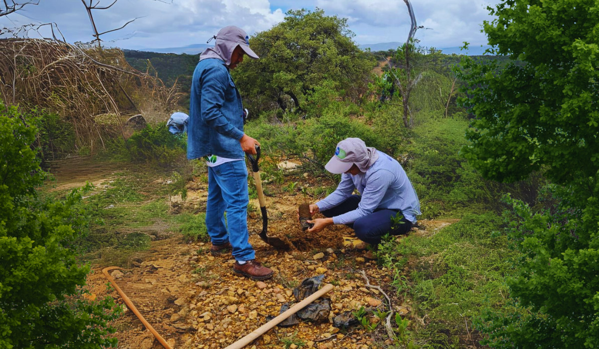 Nuevo vivero en Guanajuato producirá un millón de árboles para campañas de reforestación