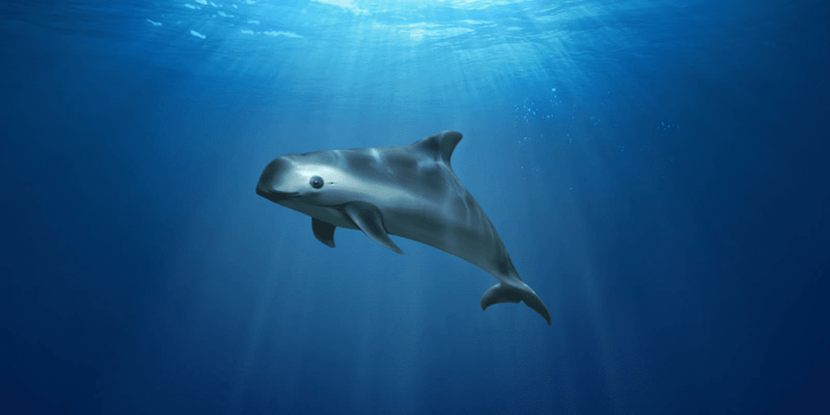 AUMENTA POBLACIÓN DE VAQUITA MARINA: CIENTÍFICOS REGISTRAN SEÑALES DE RECUPERACIÓN