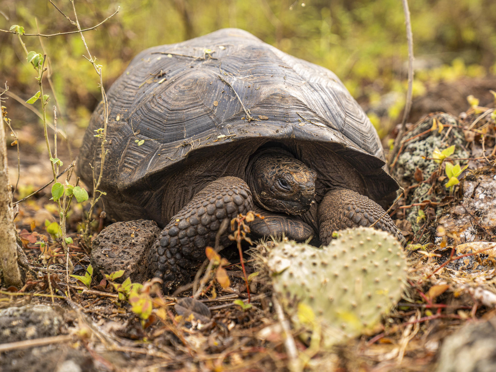 TORTUGA GIGANTE VUELVE A CAMINAR EN ISLA DE GALÁPAGOS TRAS 180 AÑOS DE AUSENCIA