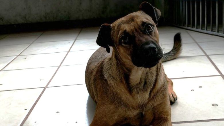 AUMENTA EL ABANDONO ANIMAL EN GUANAJUATO CAPITAL; REPORTAN HASTA 60 SACRIFICIOS AL MES