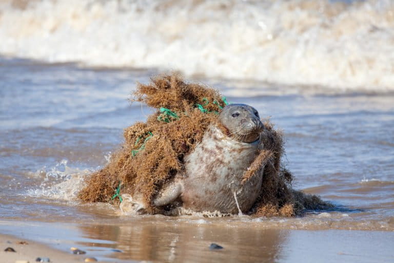 ALERTA POR HUNDIMIENTO DE POBLACIONES EN GALÁPAGOS Y POSIBLE IMPACTO EN DOÑANA