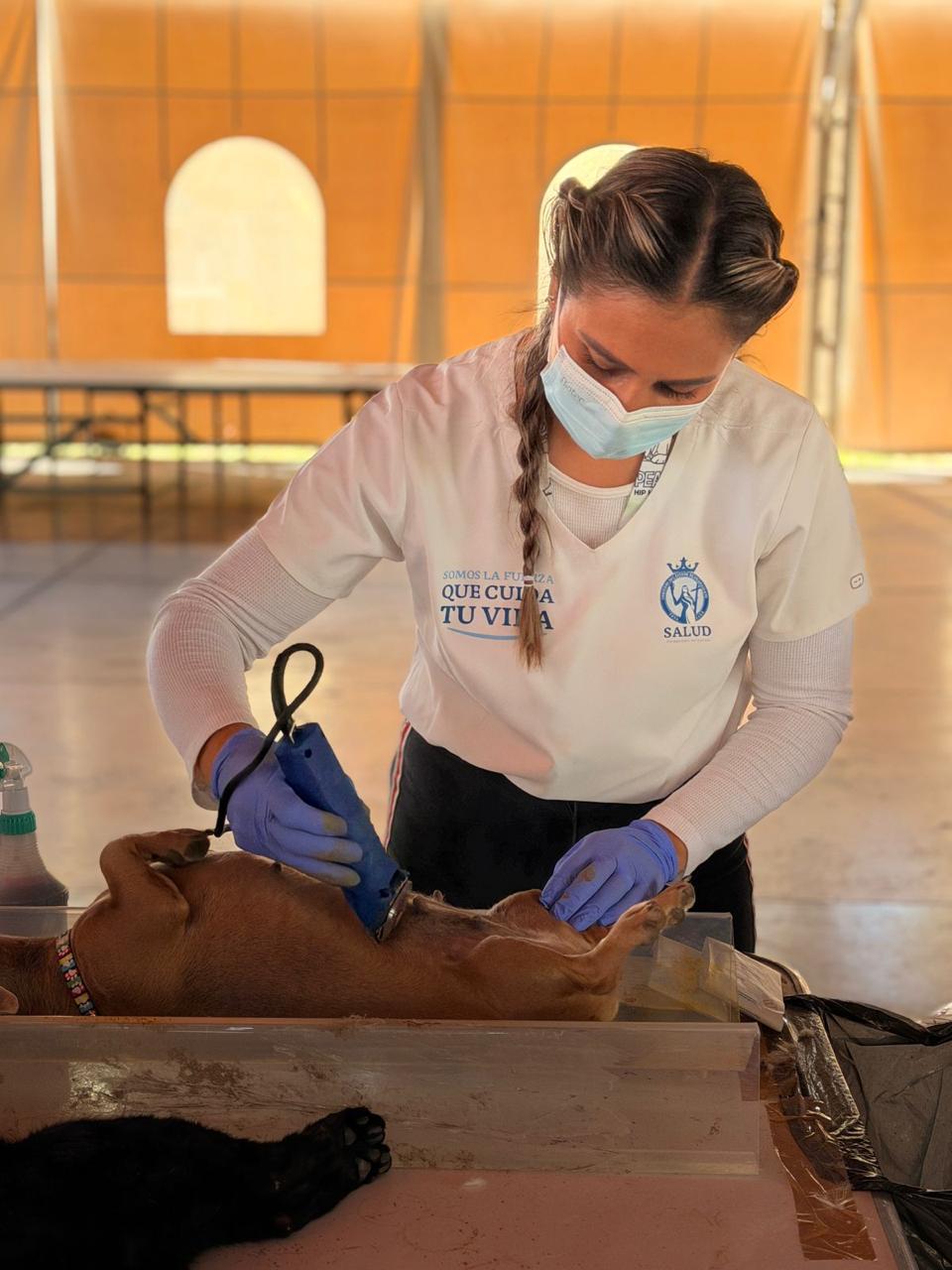 SALUD REALIZA JORNADA DE 200 ESTERILIZACIONES DE CANES Y GATOS EN JERÉCUARO