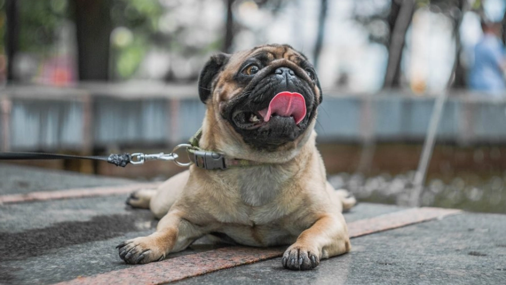 PUGS, SHIH TZU Y PERSAS: LOS MÁS PROPENSOS A GOLPES DE CALOR DURANTE OLEADAS DE CALOR