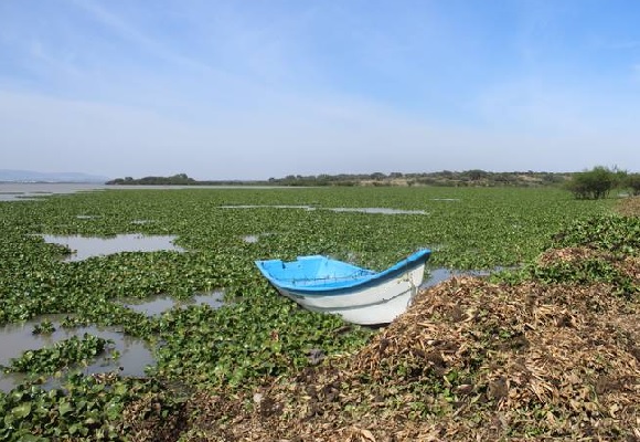 CONAGUA ATENDERÁ PROBLEMÁTICA DE LIRIO EN LA PRESA ALLENDE Y LAGUNA DE YURIRIA