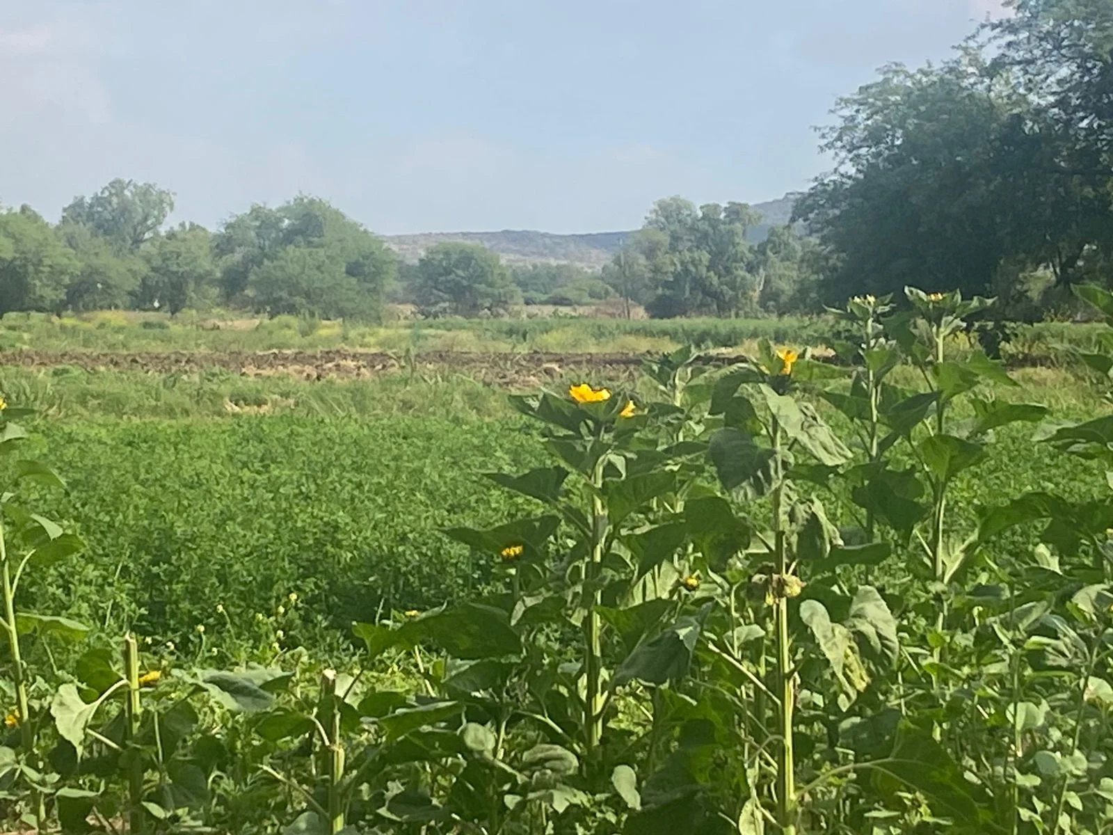 COSECHAS EN PUENTECILLAS MANTIENEN TRADICIONES DEL CAMPO GUANAJUATENSE