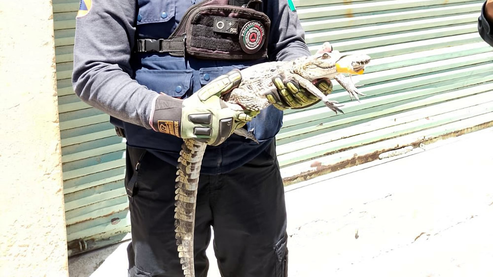 LOCALIZAN COCODRILO EN VIVIENDA DE LEÓN Y ACTIVAN PROTOCOLO DE SEGURIDAD