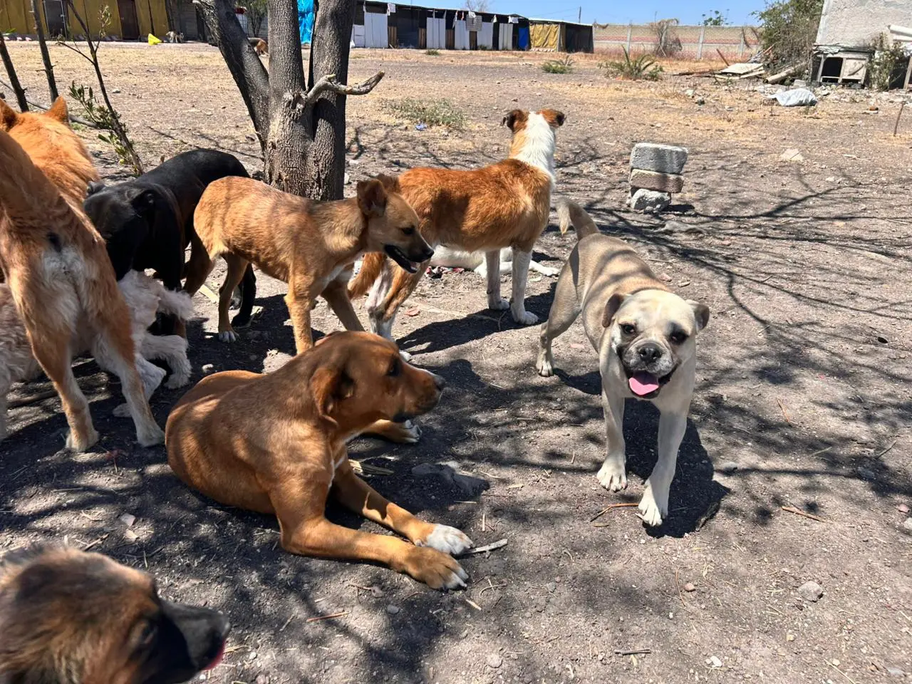 ALBERGUE BUSCA APOYO TRAS ENVENENAMIENTO DE PERROS EN GUANAJUATO