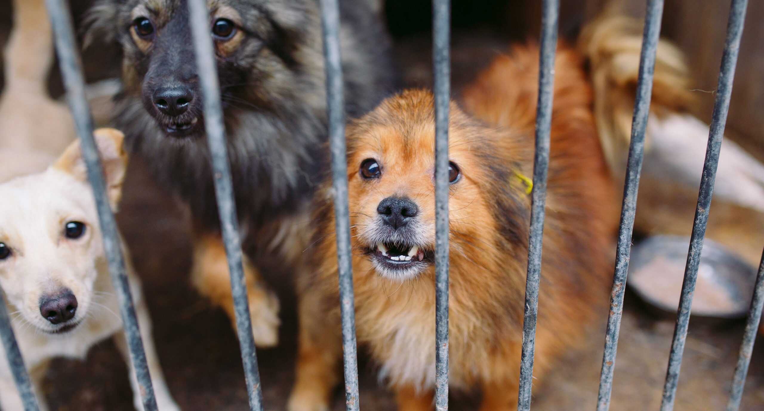 PROPONEN HASTA 6 AÑOS DE CÁRCEL POR MALTRATO ANIMAL EN GUANAJUATO