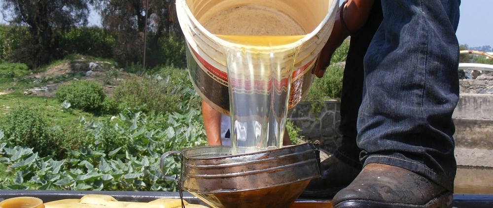 HUACHICOL SE DISPARA 43% Y GENERA PÉRDIDAS MILLONARIAS EN MÉXICO