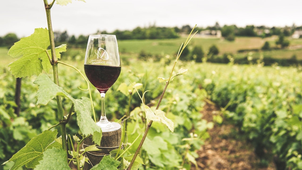 VINO DE GUANAJUATO PROYECTA FUERTE DERRAMA ECONÓMICA EN 2026