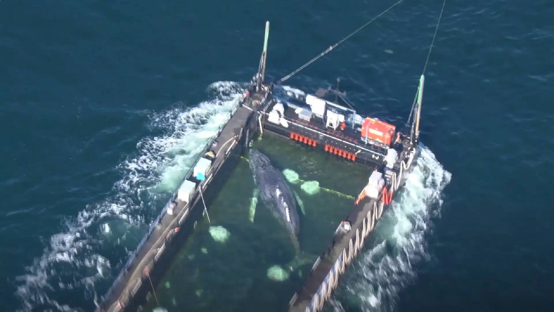 TALENTO MEXICANO LIDERA EL RESCATE DE “TIMMY”, LA BALLENA QUE REGRESA AL MAR