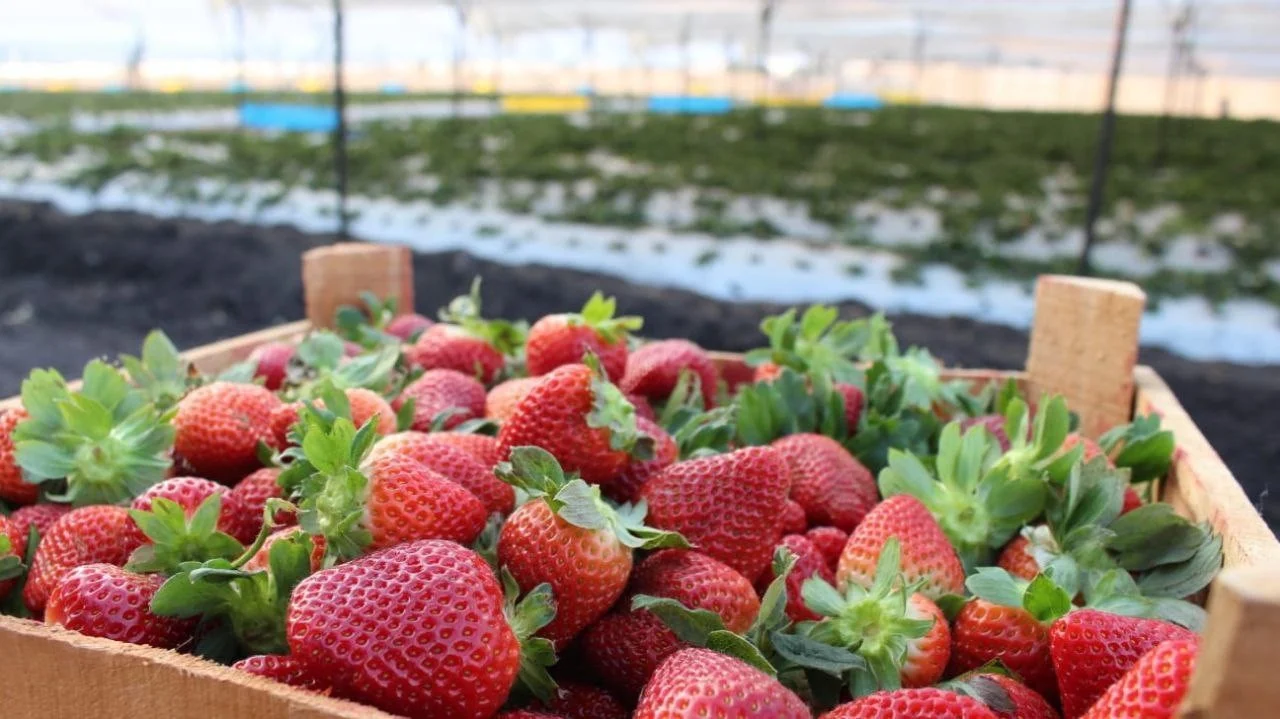 EXPORTACIÓN DE FRESA DE IRAPUATO REGISTRA CRECIMIENTO HISTÓRICO