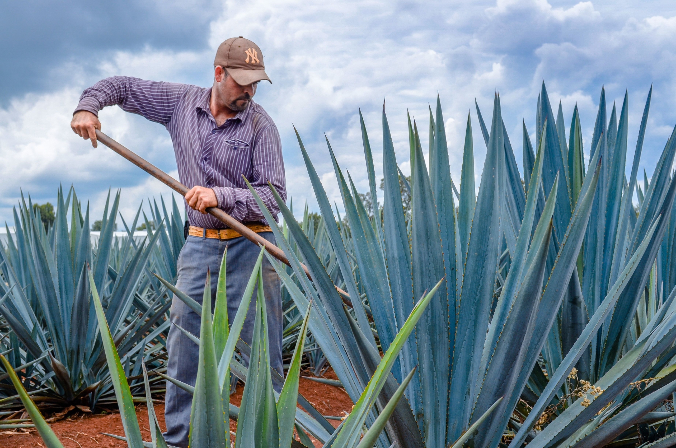 GUANAJUATO AMPLÍA DENOMINACIÓN DE ORIGEN DEL MEZCAL